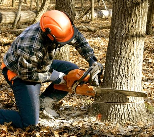 Tree Removal in Barker, NY